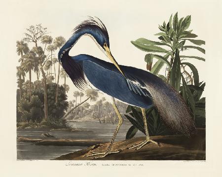 Louisiana Heron From Birds of America (1827)