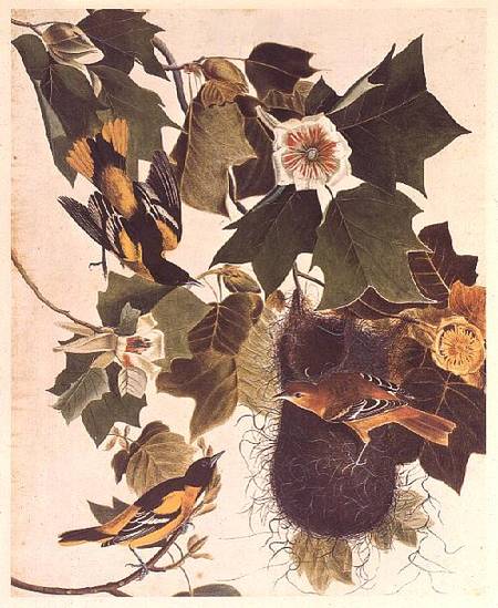 The Oriole, from Birds of America de John James Audubon
