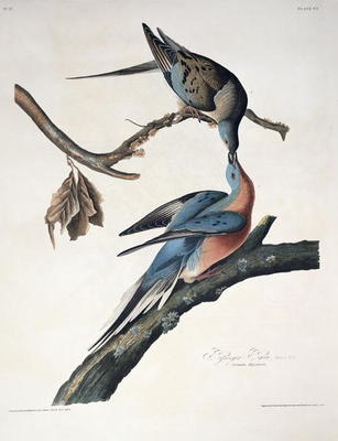 Passenger Pigeon, from 'Birds of America', engraved by Robert Havell (1793-1878) published 1836 (col de John James Audubon