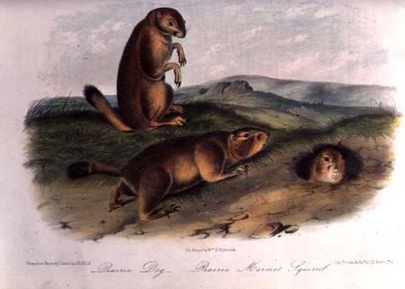 Prairie Dog from 'Quadrupeds of North America', 1842-5 de John James Audubon