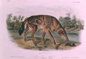 Red Wolf from Quadrupeds of North America (1842-5)