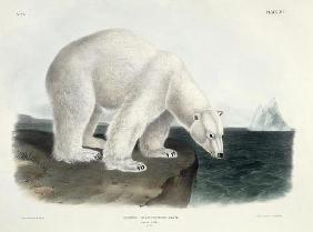 Ursus Maritimus (Polar Bear), plate 91 from 'Quadrupeds of North America', engraved by John T. Bowen