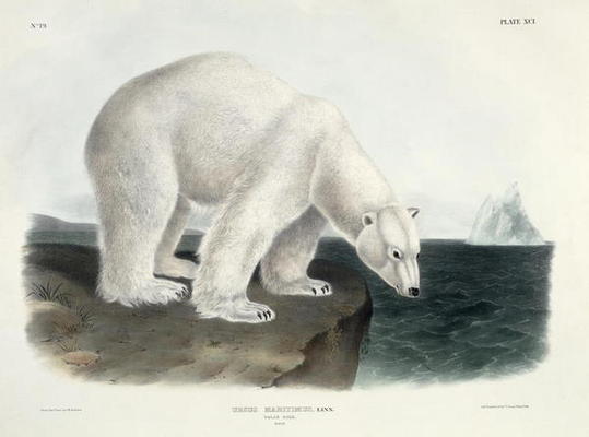 Ursus Maritimus (Polar Bear), plate 91 from 'Quadrupeds of North America', engraved by John T. Bowen de John James Audubon