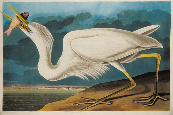 Great White Heron, from 'Birds of America', engraved by Robert Havell (1793-1878) 1835 (coloured eng de John James Audubon