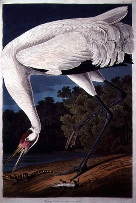 Whooping Crane, from 'Birds of America' de John James Audubon