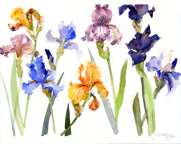 Iris de John Keeling