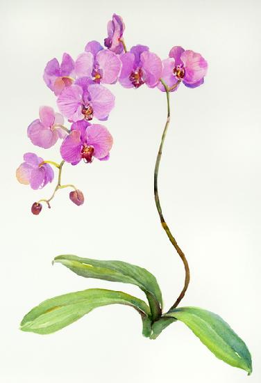 Orchid botanical