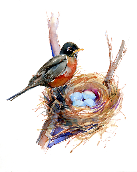 Robin with nest de John Keeling