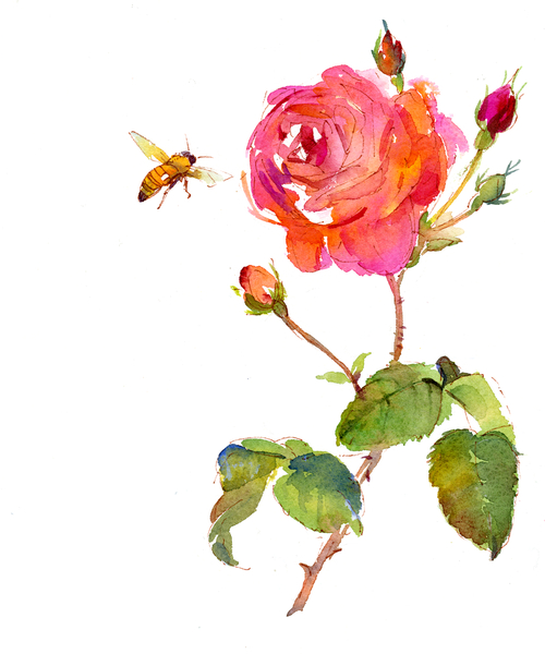 Rose with bee de John Keeling