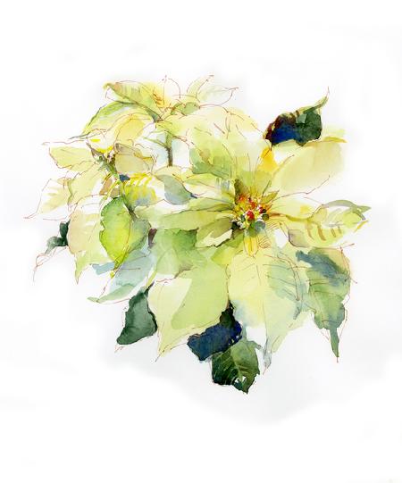 White Poinsettia