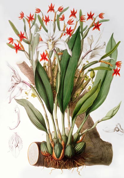 Orchid: Diothonca imbricata and Maxillaria eburnea from `SertumOrchidaceum' de John Lindley
