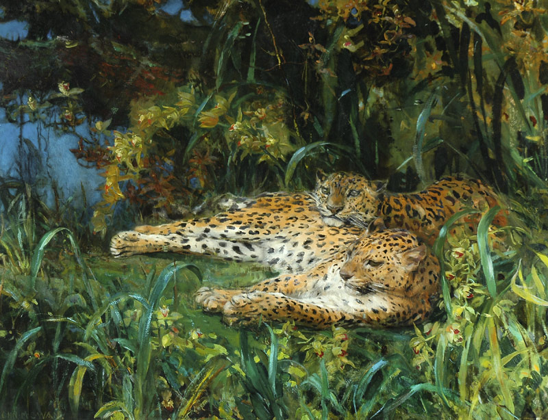 Indian Leopards de John Macallan Swan