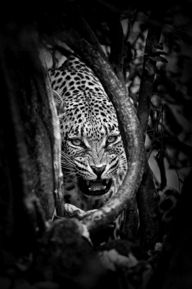 Leopards Lair de John Moulds
