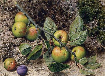 Apples on a Branch de John Sherrin