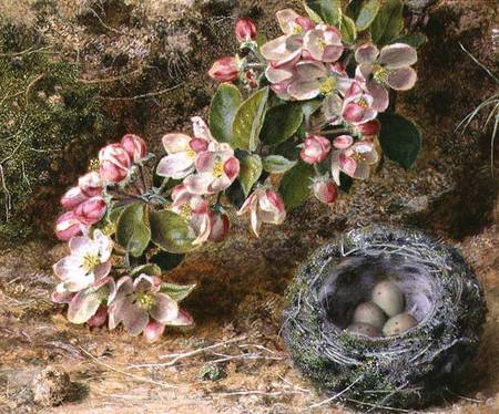 Blossom and Bird's nest de John Sherrin