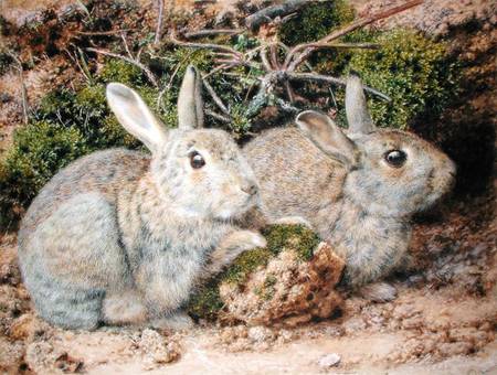 Two Rabbits de John Sherrin