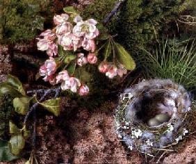 A Bird's Nest and Apple Blossom
