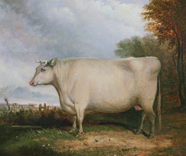 Portrait of a prize cow de John Vine
