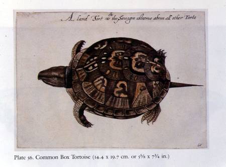 Common Box Tortoise de John White