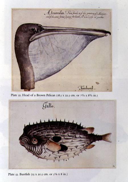 Head of a Brown Pelican; Burrfish de John White