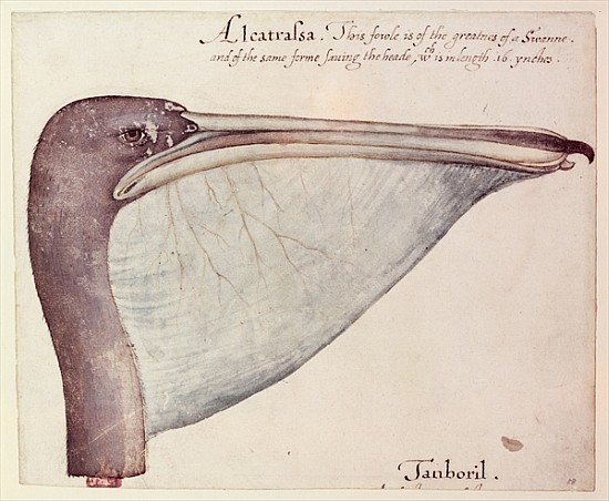 Pelican, c.1590 de John White