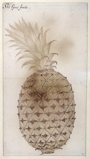Pineapple, (pencil, w/c & bodycolour on paper) de John White