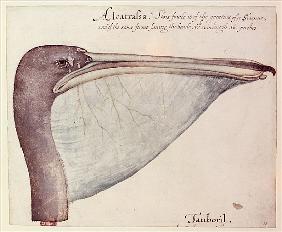 Pelican, c.1590