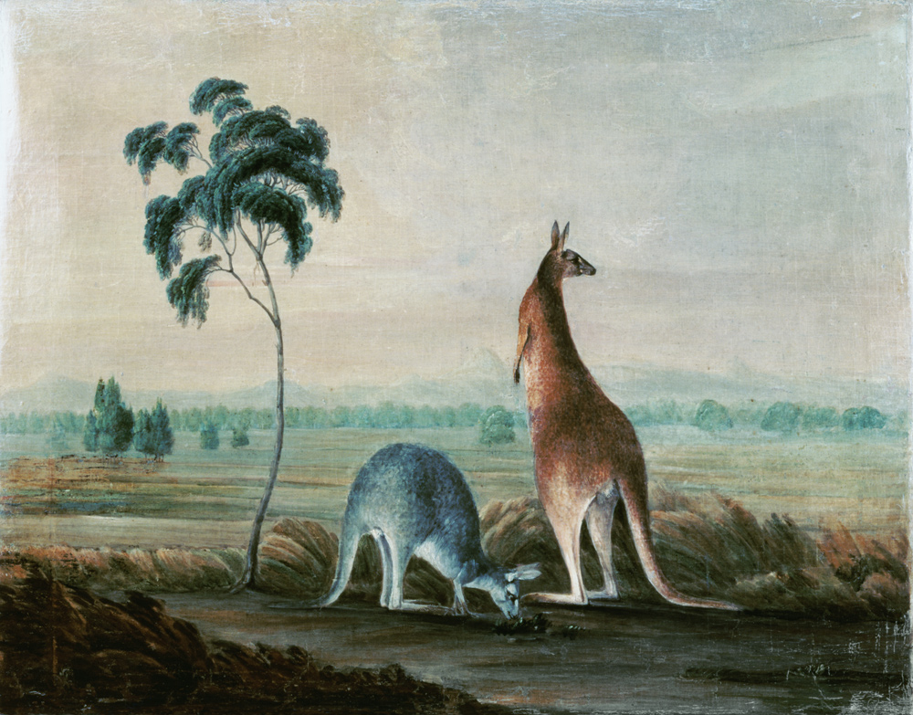 Kangaroos in a landscape de John William Lewin