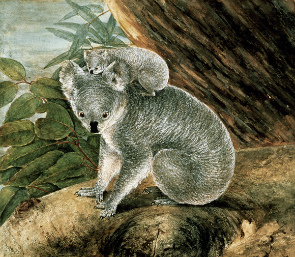 Koala and Young de John William Lewin