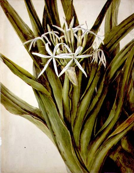The Murray Lily, cirinum pedunculatum de John William Lewin