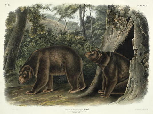 Ursus Americanus, var. Cinnamonum (Cinnamon Bear), plate 127 from 'Quadrupeds of North America', eng de John Woodhouse Audubon