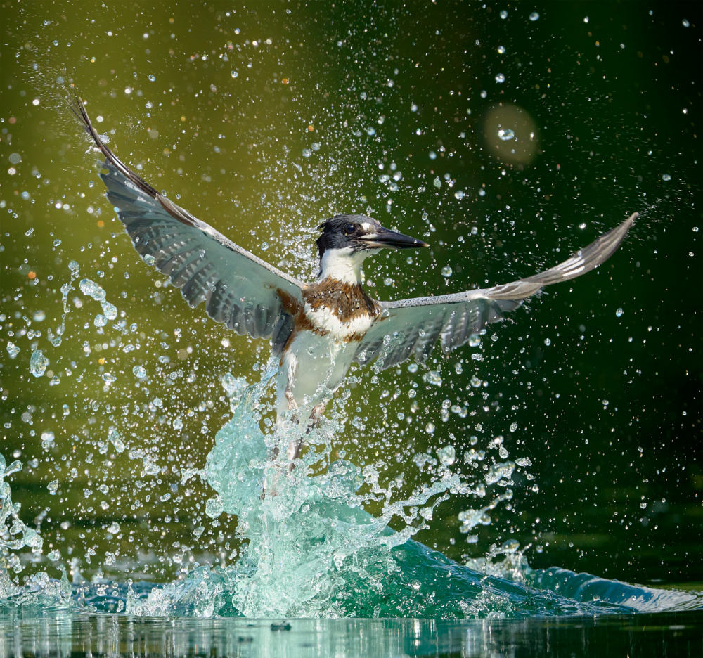 Water Ballet de Johnny Chen