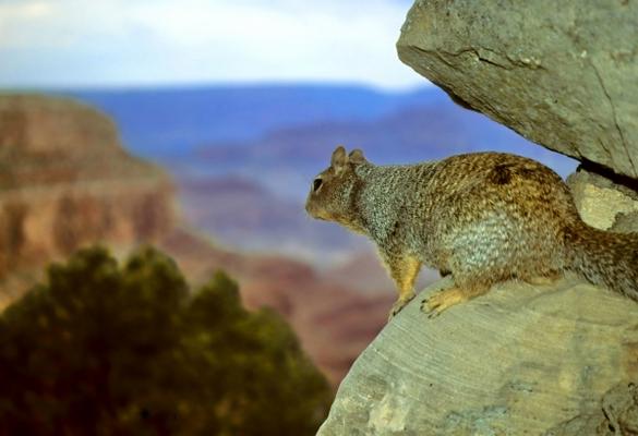 Squirrel with a View, Grand Canyon de Jonathan Cohen