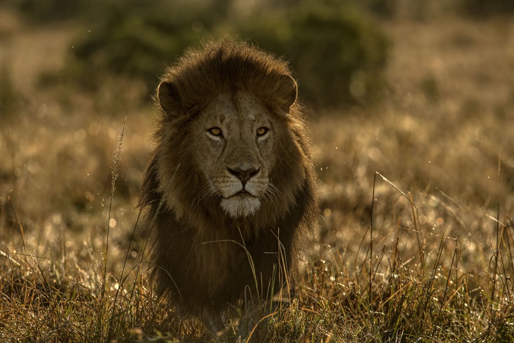 olope male lion de Jordi Giménez Vendrell