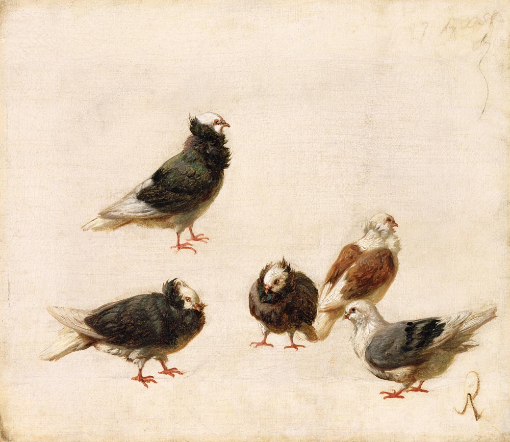 Pigeons de Jose Ruiz Blasco