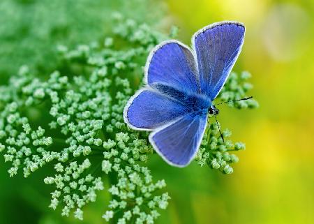 Blue Butterfly  2