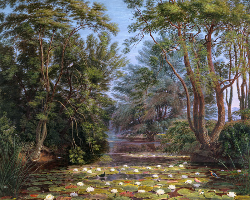 River Cherwell Waterlilies de William Turner