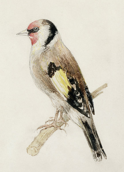 Goldfinch, from The Farnley Book of Birds, c.1816 (pencil and w/c on paper) de William Turner