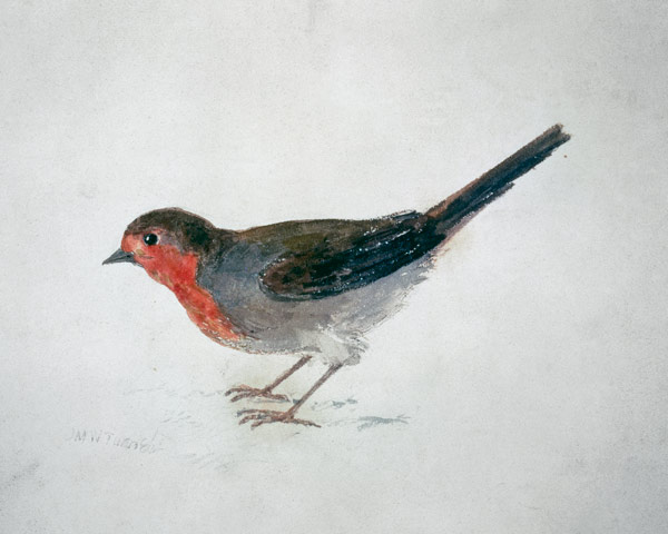 Petirrojo, de The Farnley Book of Birds, hacia 1816 (lápiz y acuarelas sobre papel) de William Turner