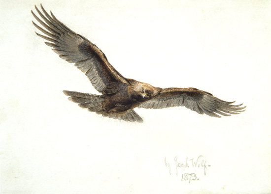 Eagle in flight de Joseph Wolf