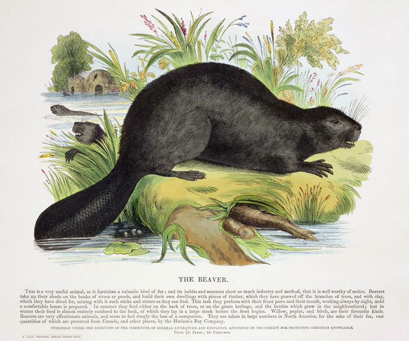 The Beaver, educational illustration pub. by the Society for Promoting Christian Knowledge, 1843 (aq de Josiah Wood Whymper