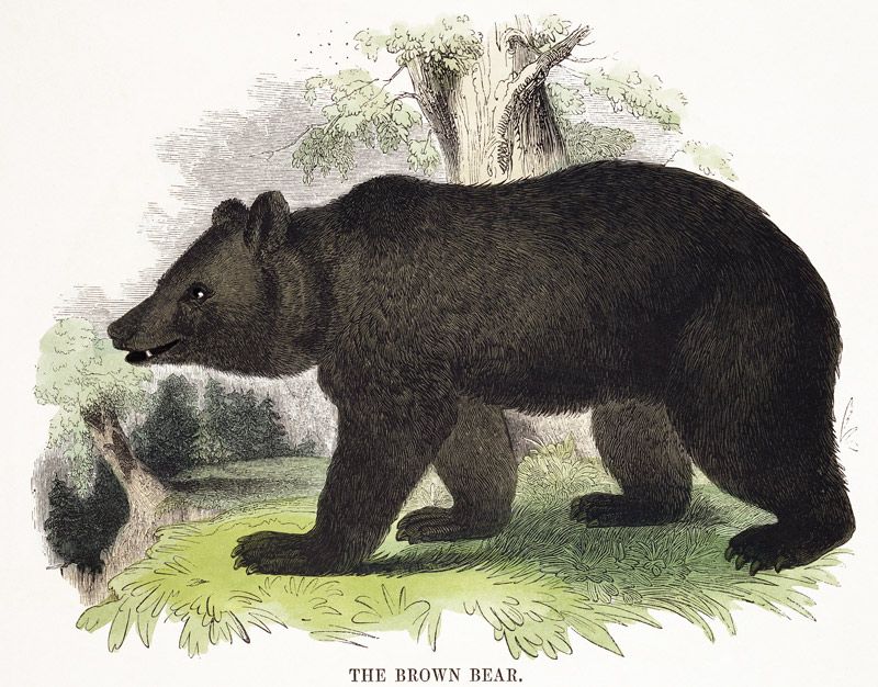 The Brown Bear, educational illustration pub. by the Society for Promoting Christian Knowledge, 1843 de Josiah Wood Whymper