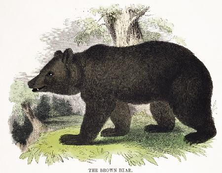 The Brown Bear, educational illustration pub. by the Society for Promoting Christian Knowledge, 1843