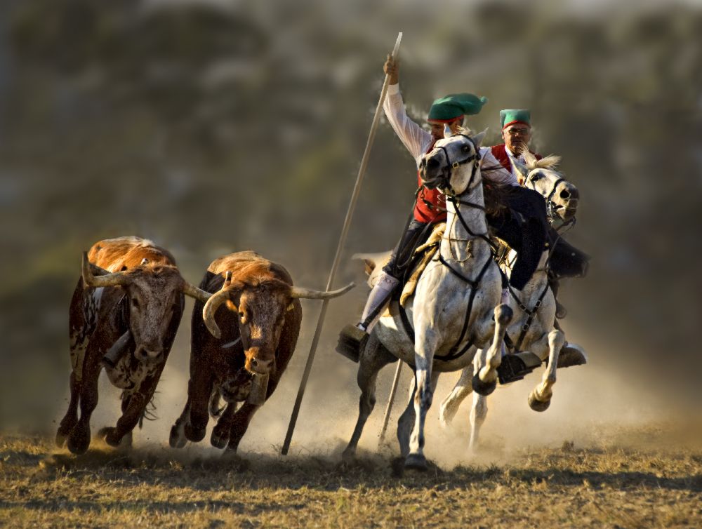 Campinos of Portugal de Jovelino