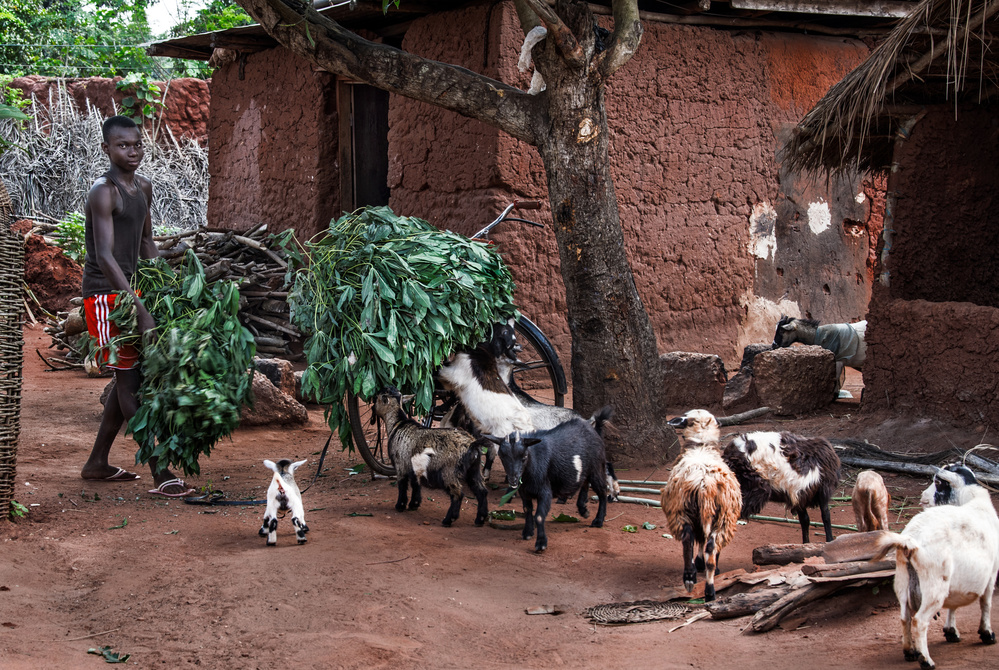 Just coming with the goat food - Benin de Joxe Inazio Kuesta Garmendia