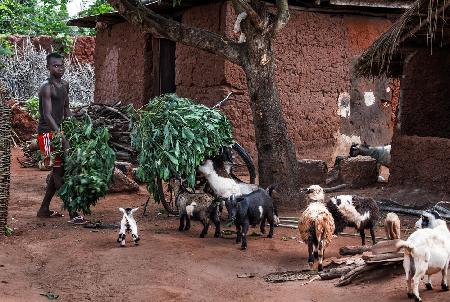 Just coming with the goat food - Benin