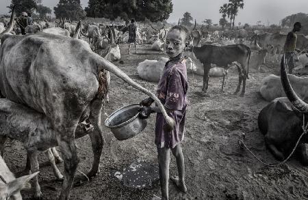 Mundari child filling the container with cow urine - South Sudan