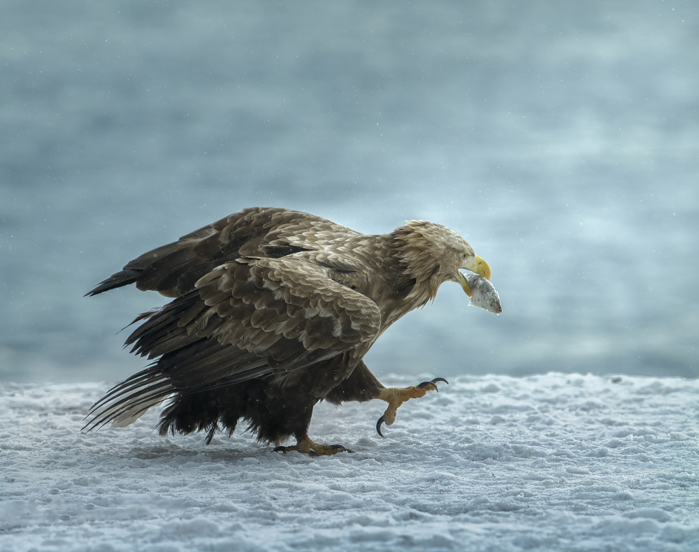 white-tailed Eagle with prey de Judy Tseng
