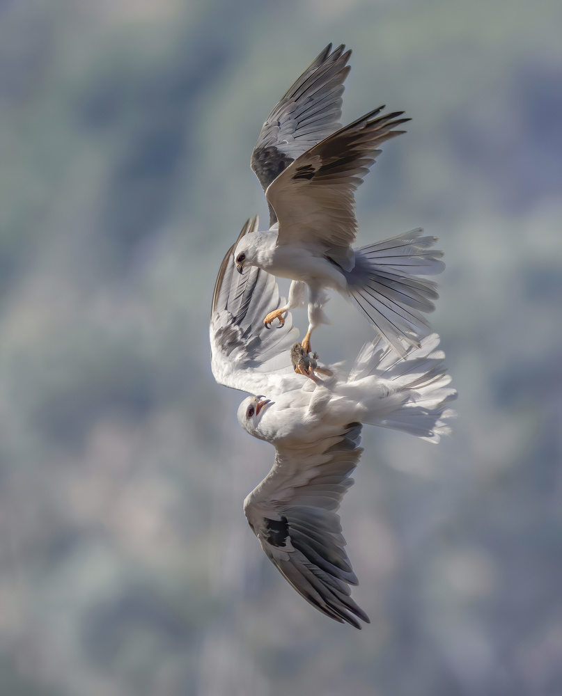 White-tailed kites transfer a catch de Judy Tseng