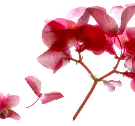 Begonia Pink VII